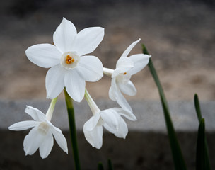 Fototapeta premium Narcissus