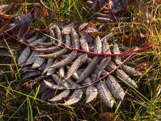 Dried mountain-ash leaves on ground with water droplets