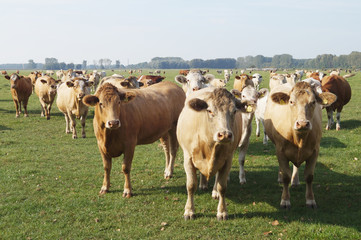 Kuh, Wiese, Luch, Brandenburg