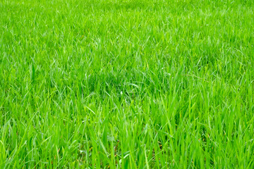 Green grass natural background.