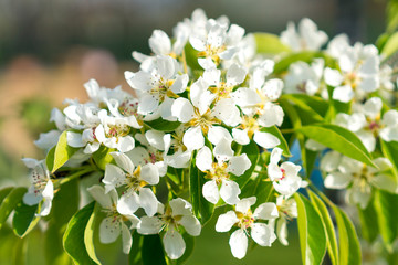 Pear tree blossom close-up. White pear flower on naturl background. Fruit tree blossom close-up. Shallow depth of field
