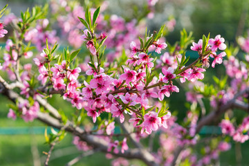 Peach blossoms. Spring. Blooming natural background. Bright warm day in the garden. Branches of flowering tree in the sunlight. Nature rejoices. Beautiful peach blossom. Pink Peach Flowers