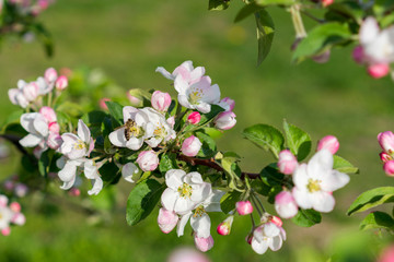 Honey bee pollinating apple blossom. The Apple tree blooms. Spring flowers