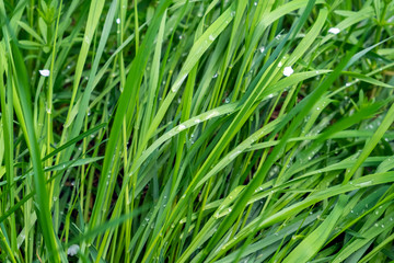 Fototapeta na wymiar Drops of dew on a green grass.