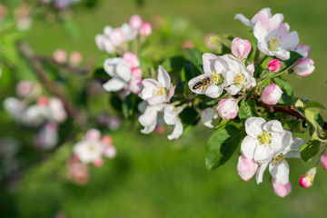 Honey bee pollinating apple blossom. The Apple tree blooms. honey bee collects nectar on the flowers apple trees. Bee sitting on an apple blossom. Spring flowers