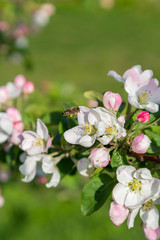 Honey bee pollinating apple blossom. The Apple tree blooms. honey bee collects nectar on the flowers apple trees. Spring flowers. vertical photo.