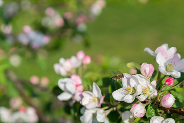 Honey bee pollinating apple blossom. The Apple tree blooms. honey bee collects nectar on the flowers apple trees. Bee sitting on an apple blossom. Spring flowers