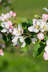 Honey bee pollinating apple blossom. The Apple tree blooms. honey bee collects nectar on the flowers apple trees. Spring flowers. vertical photo