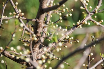 The unopened buds of the sloe