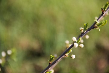 The unopened buds of the sloe