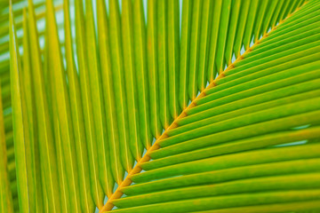 Palm leaves bright green background, tropical nature closeup
