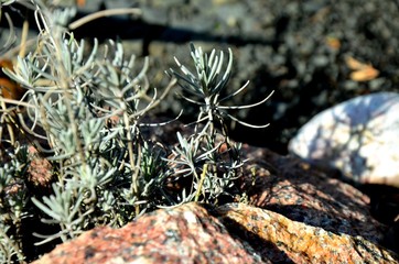 young lavender on the stone in early spring. young lavender leaves.