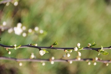 The unopened buds of the sloe