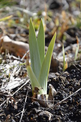 iris flower sprouts  on soil on flowerbed in early spring. young iris leaves.