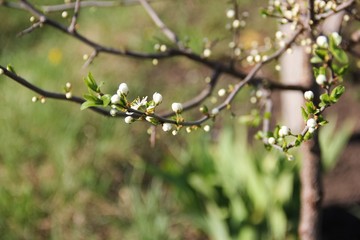 The unopened buds of the sloe