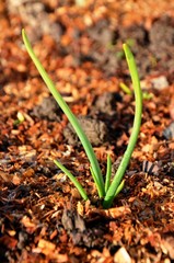onion sprouts on the farm.  green young leaves of onion in soil in early spring garden. nutrition. vegetarian.
