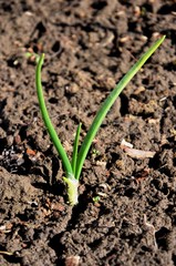 onion sprouts on the farm.  green young leaves of onion in soil in early spring garden. nutrition. vegetarian.