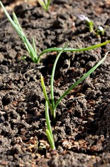 onion sprouts on the farm.  green young leaves of onion in soil in early spring garden. nutrition. vegetarian.