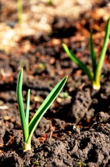 Green young garlic leaves growing on soil in the garden in early spring. garlic sprouts on the farm. nutrition. vegetarian.