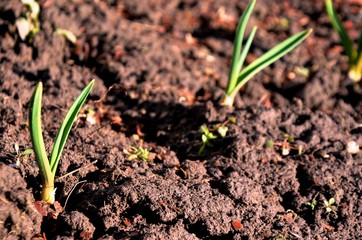 Green young garlic leaves growing on soil in the garden in early spring. garlic sprouts on the farm. nutrition. vegetarian.