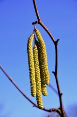 Closeup yellow  inflorescences of hazel on the branch in the early spring on background of blue sky