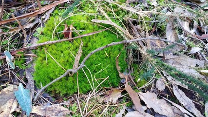 Ground full of dead leaves of deciduous forest, in winter