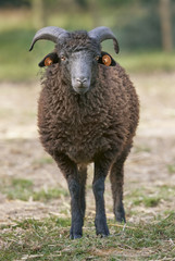 Young black male ouessant sheep