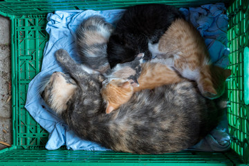 Kleine Baby Katze mit blauen Augen in schwarz schläft bei Geschwistern und Mama im Korb