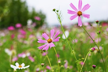 여름코스모스입니다
