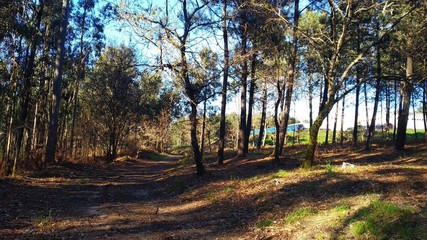 Fototapeta premium landscape photographs of the deciduous forests of Galicia