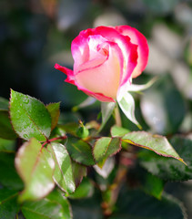 Beautiful pink rose grows in the park