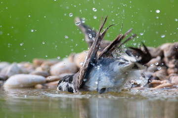 Jun. 27, 2018; Larrabetzu, Bizkaia (Basque Country). White wagtail (Motacilla alba) taking a bath.