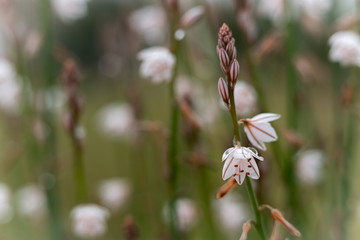 a desert flower, winter bloom, found in the negev desert in israel