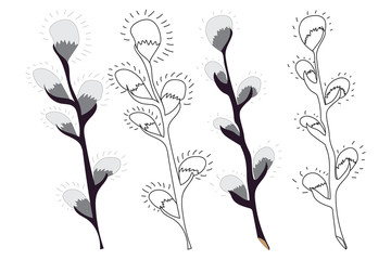 Set of pussy-willow branch, catkins in color and black/white contoured isolated on white  background. Vector illustration in a flat style for spring design and Easter coloring.