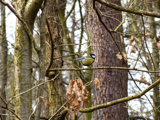 Obraz premium tit on the branch 