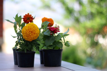 Flowers in a pot, ready for replanting in a garden. Selective focus.