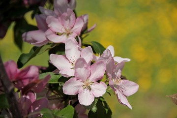 Spring Apple blossom