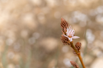 asphodelus