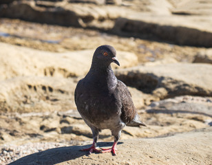 Dove or rock pigeon. Standing on the rock beach