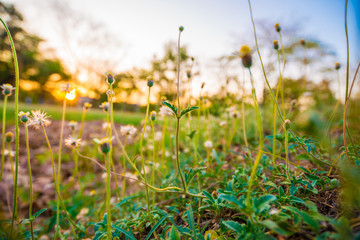 Grass flower on field sunset light close up