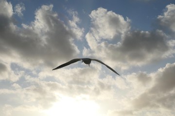 Fototapeta na wymiar Flying seagull in the Wimbledon Park