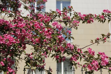 Fototapeta na wymiar Spring Apple blossom
