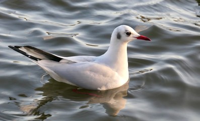 Seagull on the water in the Wimbledon Park