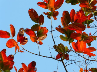 In spring, the leaves of this kind of tree are turning red. They are very beautiful