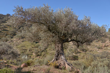 Centennial olive tree in Casabermeja, Malaga. Spain