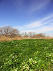 早春の江戸川河川敷風景
