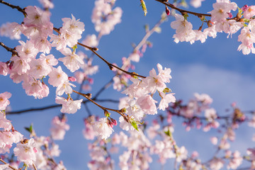 Close-up of sakura`s branch with lots of blooming flowers. Spring in Japan.