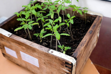 Seedlings of tomatoes in a wooden box