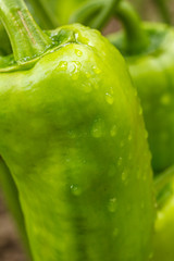 Bell pepper growing on bush in the garden. Bulgarian or sweet pepper plantation.
