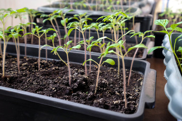 Tomatoes in a container. Seedlings. Young green plants on the balcony